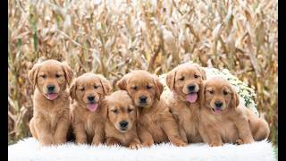 Video preview image #1 Golden Retriever Puppy For Sale in NEWPORT, PA, USA