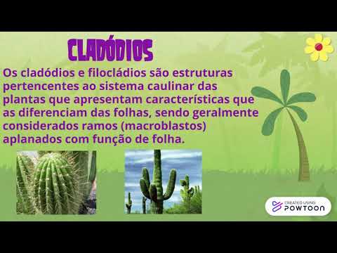 caule plantas (completo)