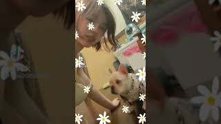 犬になりたいと思った日　#shorts  #面白い  #fyp  #highlights
