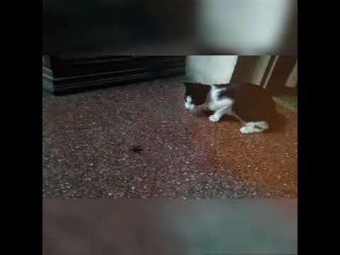 The Cat catching a cockroach