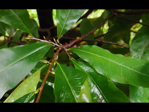 Chăm sóc mai vàng /việc cần làm cho cây mai giữa tháng 8 và tháng 9 âl