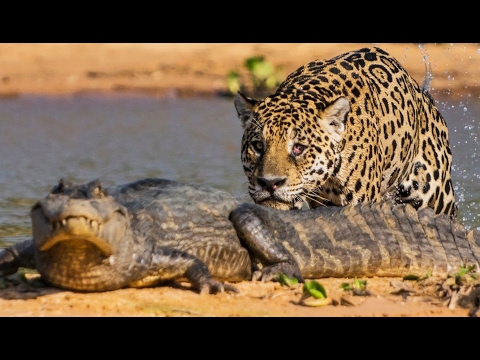 Un jaguar attaque un caïman ! - ZAPPING SAUVAGE