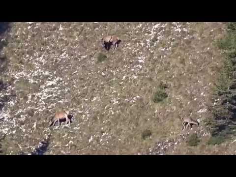 Mit der Kamera bei der Hirschbrunft in den Nockbergen  20 09-- 02 10 2015