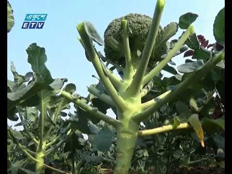 গোপালগঞ্জে বেড়েছে ব্রোকলির আবাদ