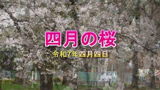 4月の桜