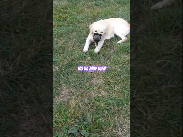 Vídeo relacionado con Don Pare Bozal Modelo 101 en Verde neón Beber Siempre Posible Ideal para Marcha Libre, Perrera, Jaula, Carreras de Perros, automóvil, protección contra cebos envenenados por Amathings