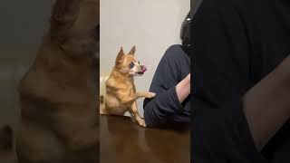 ポテトを食べたい犬 vs ガン無視する俺【2021/12/11】#shorts