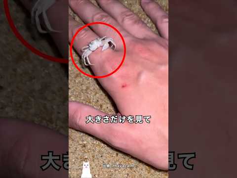 小さなカニを侮ってはいけない理由