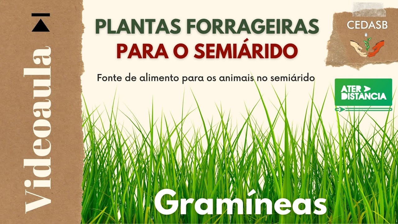 Plantas Forrageiras para o Semiárido - Gramíneas [videoaula ATER a Distância]