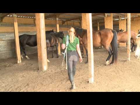 Pferdeland Seenland Oder-Spree Teil1