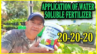 APPLICATION OF 20 20 20 FERTILIZER/APPLICATION OF BALANCED NPK FERTILIZER