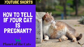 How to Tell if your Cat is Pregnant?