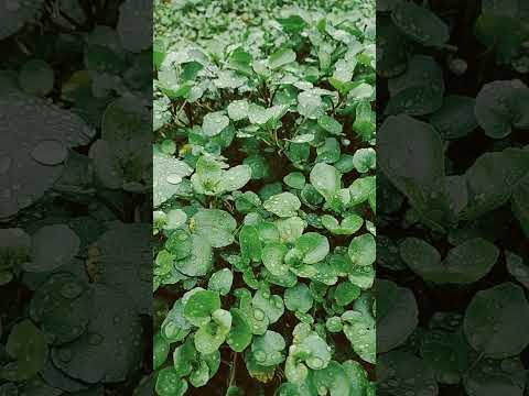 あなたの庭の要素に合わせて温室を設置します 水平ドアが取り付けられています