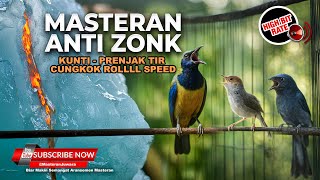 Download lagu 🔴 Live Kompillasi Prenjak Betina Gacor vs Cucak Cungkok Roll Speed vs Srigunting Abu Abu Kunti mp3