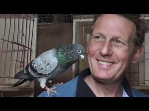 Benny Steveninck racing pigeon : The Master of Racing Pigeons & His Legendary Pigeon 'Chipo