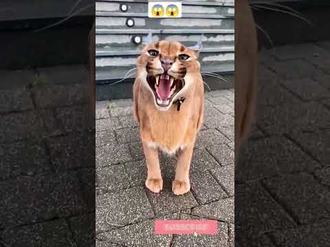 ANGRY WILD CAT ROARING | 🔥😱😱 #shorts #shortvideo #short