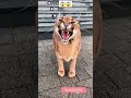 ANGRY WILD CAT ROARING | 🔥😱😱 #shorts #shortvideo #short
