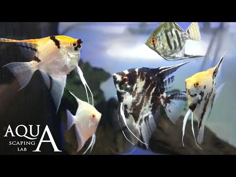 Aquascaping Lab - Pterophyllum Scalare, Angel fish description / Scalare, pesce angelo descrizione