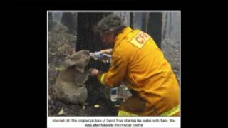 RIP Koala Sam Dies During Surgery  ~ Bushfire Tribute - True Blue