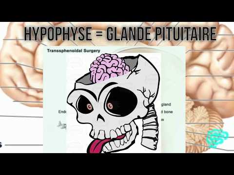 🔴 L'EXPLICATION LA PLUS CLAIRE DE L'HYPOPHYSE-HYPOTHALAMUS - DR ASTUCE