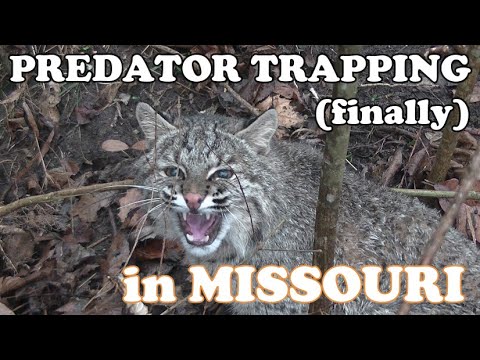 Predator Trapping in Missouri