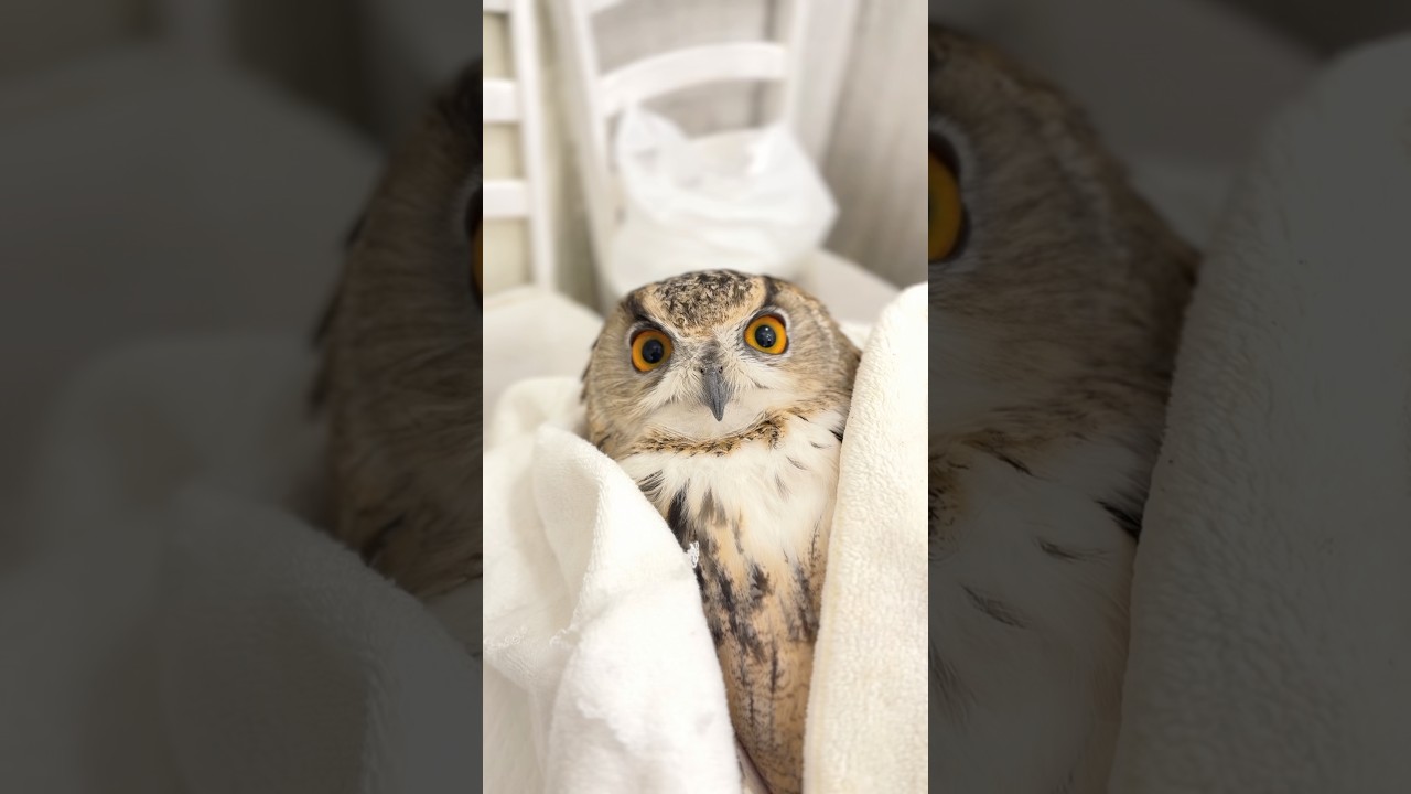 🟢 餌のご注文👉新鮮・安全・スピード配送。梟宅配便が全国へ🚚 #冷凍マウス #冷凍ヒヨコ #冷凍ウズラ #スネークフード #猛禽類 #爬虫類 #トルクメニアンワシミミズク