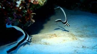 Juvenile Drum Fish in Cozumel