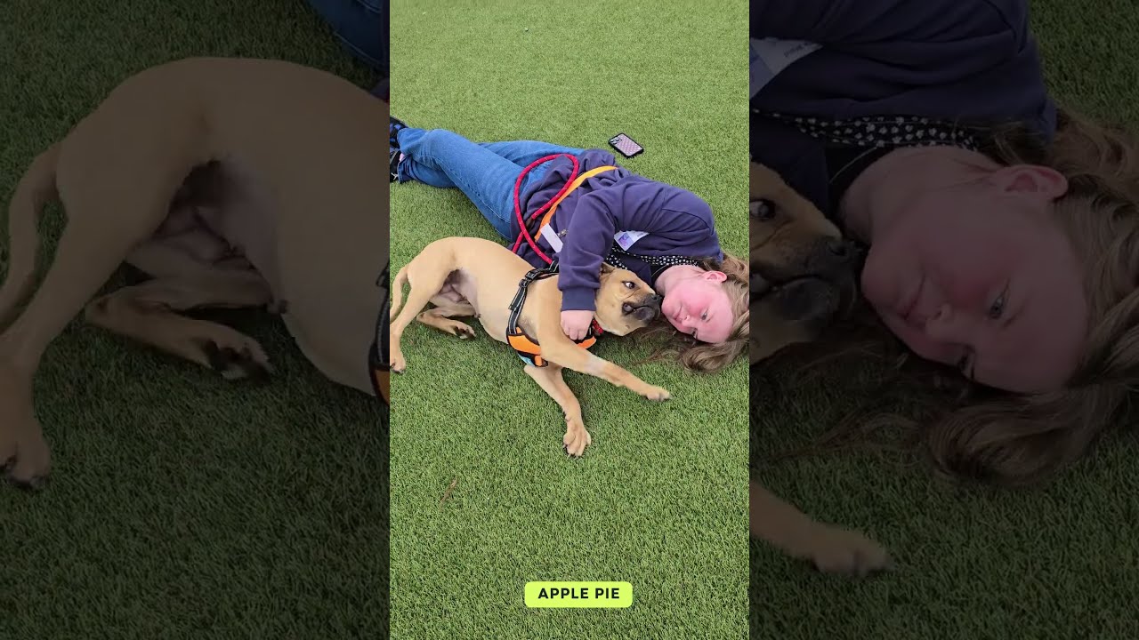 Apple Pie (MY26-12), a Adoptable Staffordshire Bull Terrier in Peyton, CO video 6/6