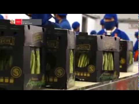 Asparagus 2013