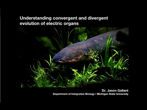 Understanding Convergent and Divergent Evolution of Electric Organs