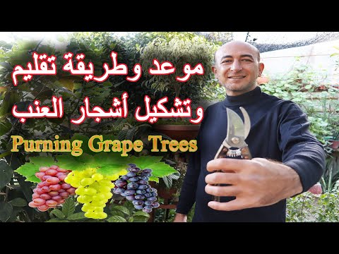 , title : 'موعد و طريقة تقليم و تهيئة اشجار العنب الصغيرة للإثمار, When and How Pruning Small Grape Trees'