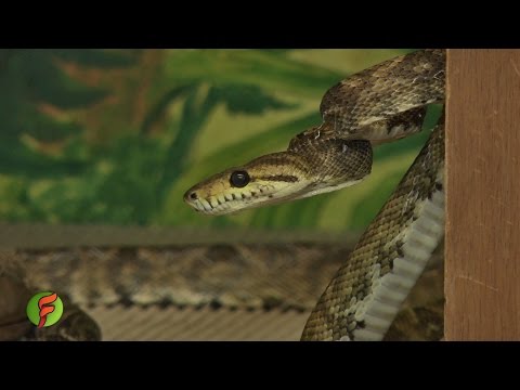 , title : 'Cómo controlar las serpientes en una finca ganadera - TvAgro por Juan Gonzalo Angel'