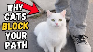 If Your Cat Blocks Your Path, This is What it Means
