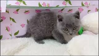 ブリティッシュショートヘアの動画01