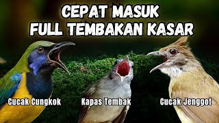 Download lagu Masteran Full Tembakan Kasar Cepat Masuk | Cucak Jenggot - Kapas Tembak - Cucak Cungkok mp3 Download lagu Masteran Full Tembakan Kasar Cepat Masuk | Cucak Jenggot - Kapas Tembak - Cucak Cungkok mp3