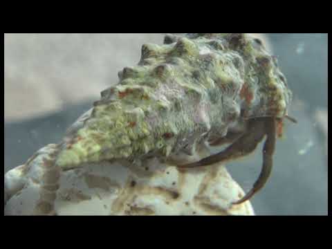 TERMÉSZET HÍREI (2020. augusztus 4.)