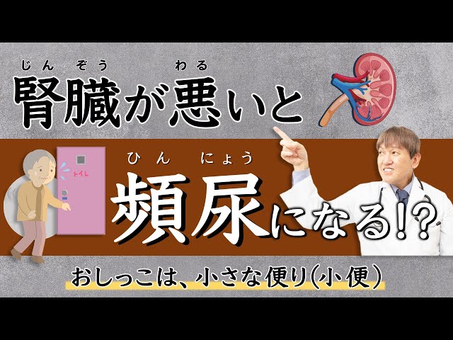 腎臓が悪くなると頻尿になるのか！？【医師が解説】