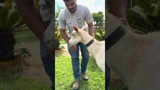 Mais uma cabra para a fazenda !!