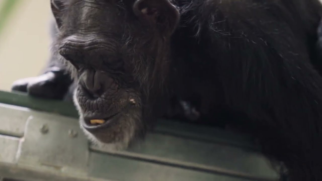 Thumbnail of the video