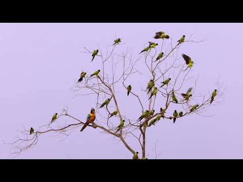 Brazil Photo Tour 2022 – Pantanal Moments and Rewinds – Bare Tree and Jabiru Feeding Time!