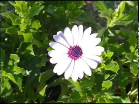 Cviće moje - Tereza Kesovija