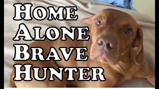 Cooper The Vizsla home alone brave hunter - Funny