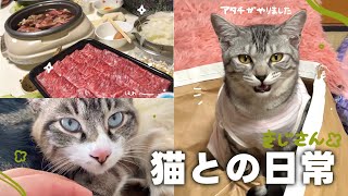 【ねことの日常Vlog】 置いたばかりの爪とぎがもうボロボロに…犯人は誰だ…⁉️ | 人間不信になったけどなでなでをしたら安心した表情をする保護猫ちゃん☺️ 【保護猫シェルター】