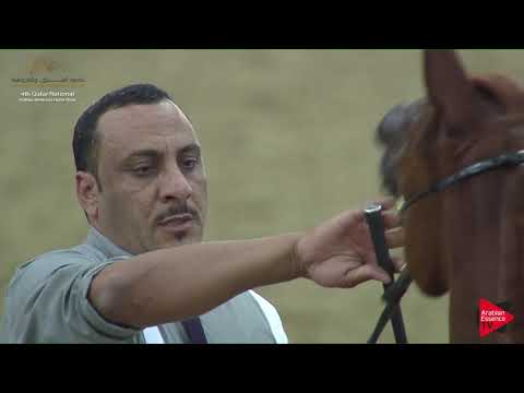 N.44 MOHRA AL AQEED - 2019 Qatar Nat. Peninsula show - Fillies 2 Years Old (Class 2A) .mp4