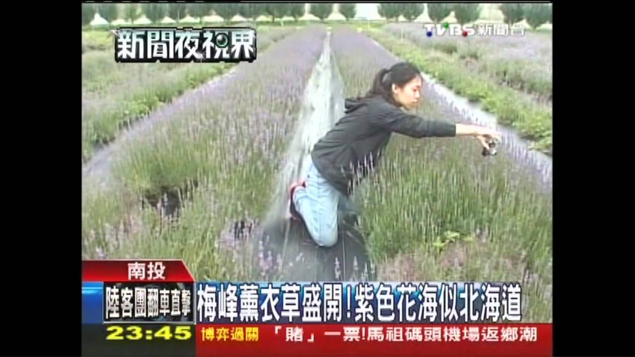 梅峰薰衣草盛開！　紫色花海似北海道