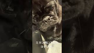 #パグ #食いしん坊  #おもしろ動画  #かわいい #いやし #おすすめ