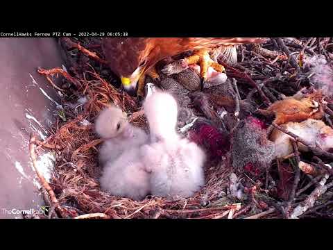 Fourth And Final Red-tailed Hawk Chick Hatches | Meet L4! – April 29, 2022