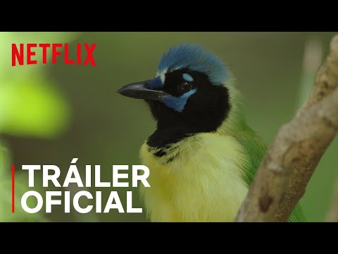 Tráiler Pajareros