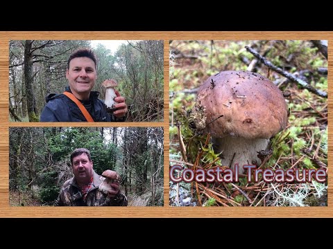 Mushroom Hunting - Porcini and Chanterelles