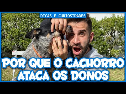 Por que o cachorro ataca os donos